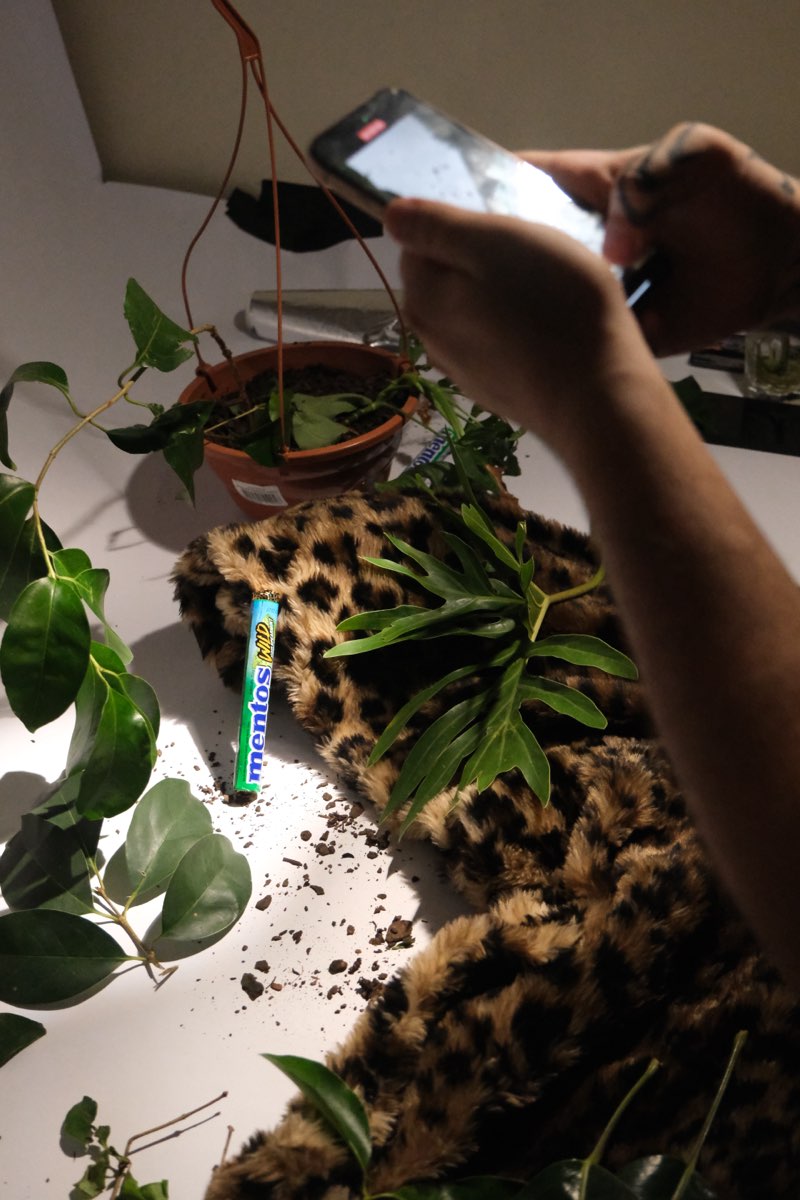 Bastidor: o pacote WILD entre plantas e tecido de oncinha, montado para o take